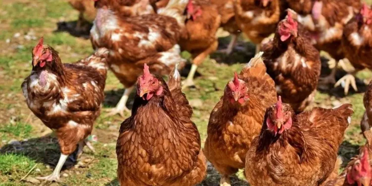 Kenyans have been warned against eating unlicensed chicken meat
