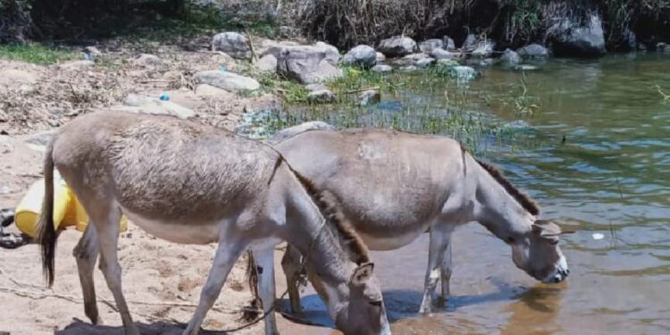 Suspects Selling Stolen Donkey Meat in Nairobi Arrested