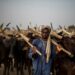 AFP | Migratory herders in the Sahel move their cattle to the best sites for seasonal grazing -- an age-old tradition that often leads to conflict with sedentary farmers