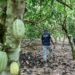 An Ivorian police officer walks in search of children working in cocoa plantations | AFP