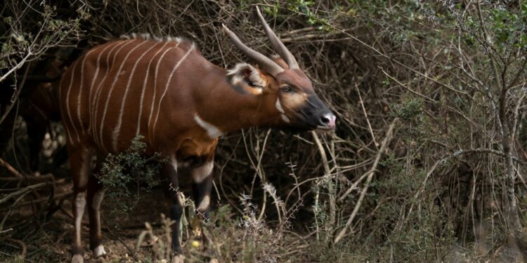 A first batch of mountain bongos has been released into a Kenyan sanctuary, under a world-leading program to save the rare forest antelope | AFP