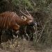 A first batch of mountain bongos has been released into a Kenyan sanctuary, under a world-leading program to save the rare forest antelope | AFP