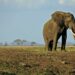 Tanzania is renowned for its rich wildlife including elephants | AFP
