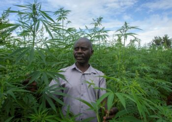 Malawi legalised cannabis farming for medicinal and industrial use in February 2020 | AFP