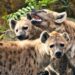 Hyenas.Photo/Courtesy
