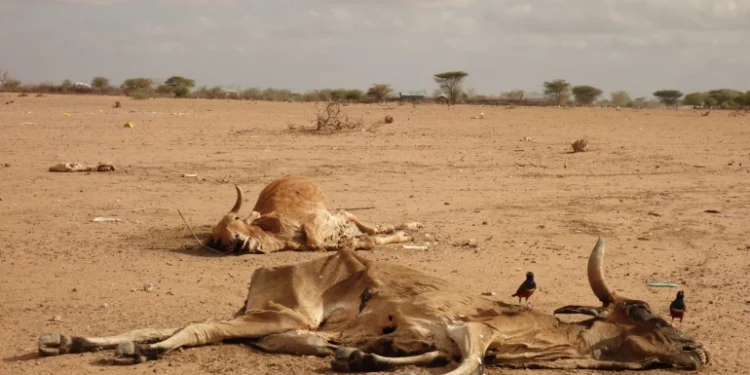 The drought in Kenya has caused mortality of wildlife, mostly herbivore species.
Photo: Courtesy