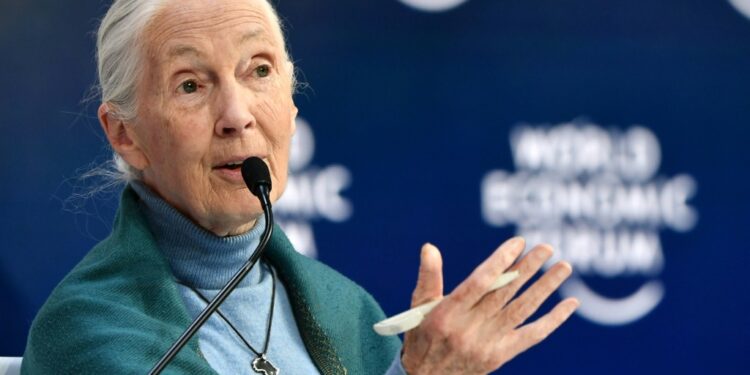 Earth's climate is changing so quickly that humanity is running out of chances to fix it, primatologist Jane Goodall -- pictured on January 22, 2020 -- has warned in an interview | AFP