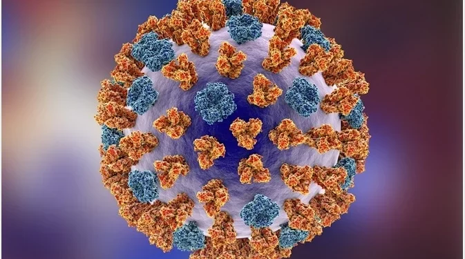 Influenza A structure.
Photo: Courtesy