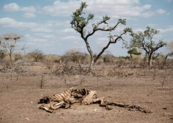 Kenya is facing its worst drought in four decades | AFP