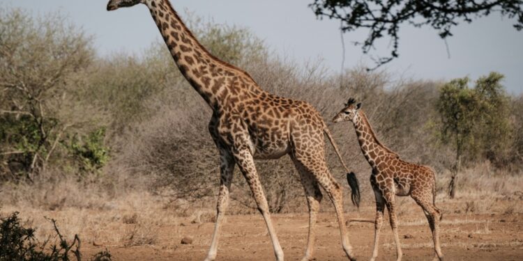 Maasai giraffes in Amboseli, Kenya, on June 21, 2022 | AFP