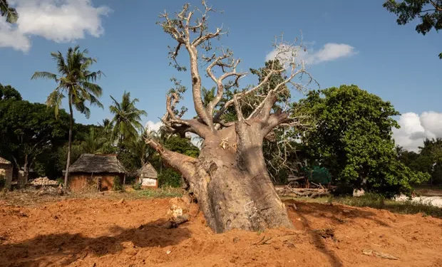 A baobab tree that was marked for export.    
Photo: Edwin Ndeke/The Guardian