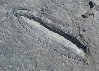 The Kimberella fossil, discovered Russia in 2018.
Photo: Dr Ilya Bobrovskiy/GFZ-Potsdam