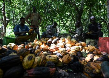 Ivory Coast and Ghana together account for 60 percent of the world's cocoa but their farmers earn less than six percent of the industry's global revenue: IMAGE/AFP