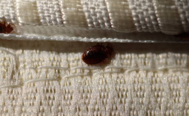 Bedbugs
Photo Courtesy