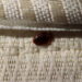 Bedbugs
Photo Courtesy