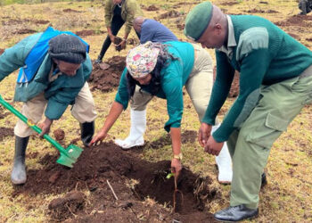 Environment Permanent Secretary Mary Muthoni planting a tree at Marmanet Forest.PHOTO/COURTESY
