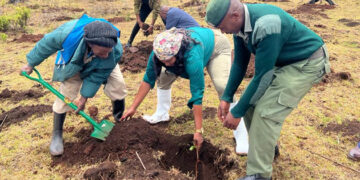 Environment Permanent Secretary Mary Muthoni planting a tree at Marmanet Forest.PHOTO/COURTESY