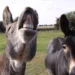 Donkeys :The Beasts of Burden :PHOTO/Courtesy