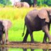 Kenyan Elephants walking by the river | Photo Courtesy