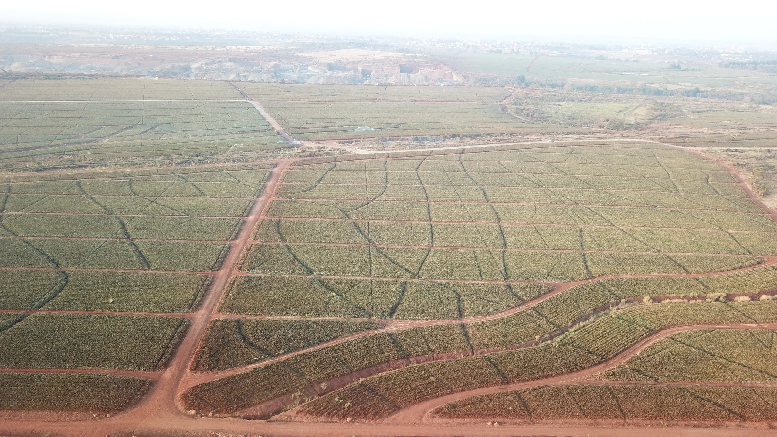 Del Monte's enormous pineapple farm covers 80 sq km of land in central KenyaEdwin Okoth for TBIJ