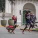 Kenyan Athlete Chased Down by a Stray Dog Finishes Third