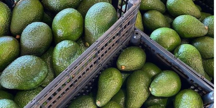 Government Issues Directive to Avocado Traders