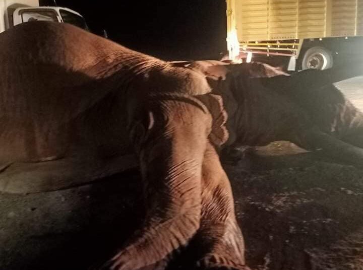 A photo of the elephant killed after an accident along the Mombasa-Nairobi Highway. 