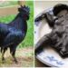 A photo of Ayam Cemani bird and its meat.