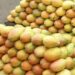 A photo of harvested mangoes in Kenya. PHOTO/ Courtesy.