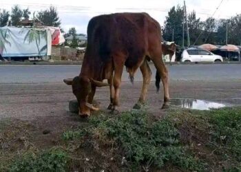 A photo of the cow stabbed in Kitengela.