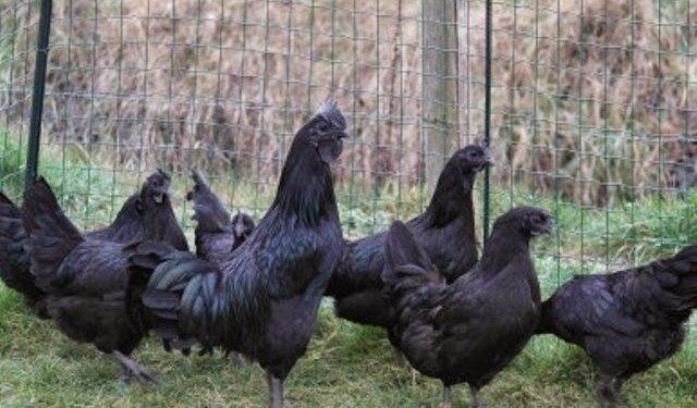 Ayam Cemani chickens