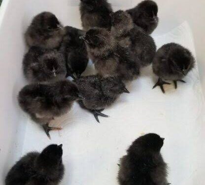 Ayam Cemani chicks.
