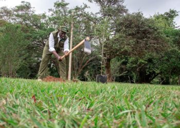 Kenya's President William Ruto planting trees. PHOTO/PCS. 