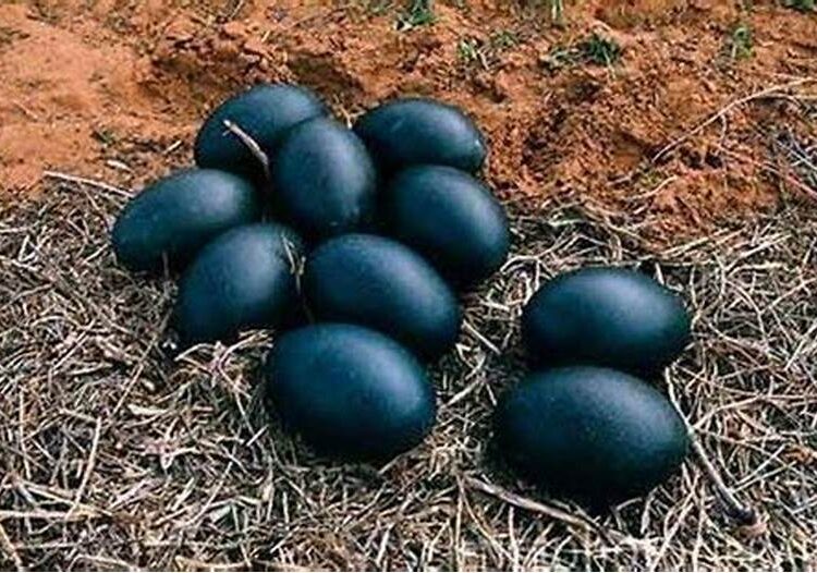 A photo of Ayam Cenami Eggs. 