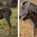 Details About Rare Zebra Seen in Kenya Leaving Netizens Awed