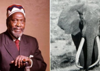 Google Celebrates Elephant Saved by Jomo Kenyatta