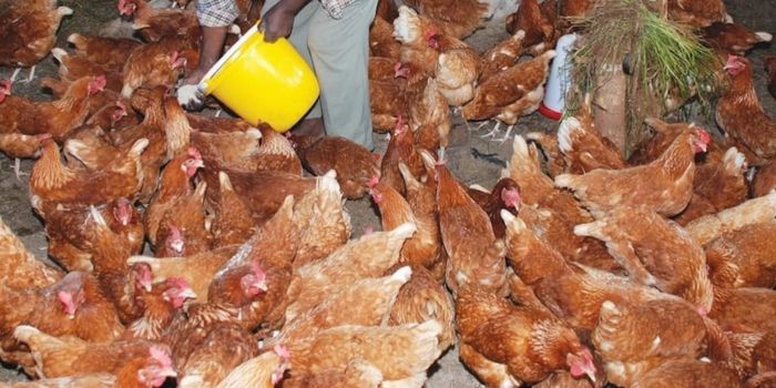 A photo of chicken reared in a poultry farm. 