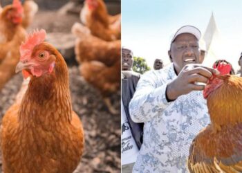A photo collage of hen in a poultry farm (left) and a photo of President William Ruto holding a roster in a past auction.