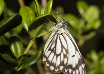 White Caper Butterflies