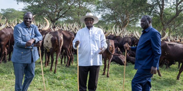 Museveni Ankole Cows