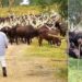 A collage of Ugandan president Yoweri Museveni and his Ankole bulls (Left) and Azimio leader Raila Odinga in Uganda with the Ankole cows while meeting Museveni (Right). PHOTO/Courtesy.