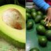 A collage of a split avocado(Left) and  worker sorts avocados at a farm factory on June 14, 2018. PHOTO/Courtesy
