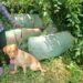 A Sniffer dog used to trace bhang worth 15 million.