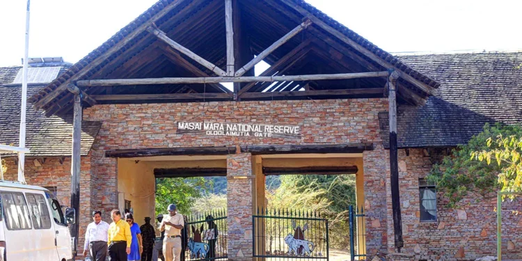 KWS Responds to Killing of Olobor Lion Inside Maasai Mara National Reserve
