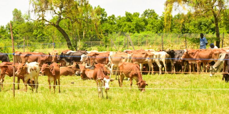 Cattle distributed in Siaya.