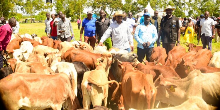 Cattle distributed in Siaya. PHOTO/ Orengo on X.