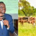 A collage photo of Siaya County Governor James Orengo with cattle distributed.