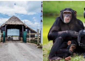 Kenya's Only Chimpanzee Sanctuary to Re-open After 3 Years
