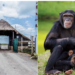 Kenya's Only Chimpanzee Sanctuary to Re-open After 3 Years