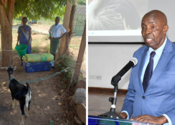 A photo collage of Education CS Ezekiel Machogu and a student who reported to form one with two goats. PHOTO/Courtesy.